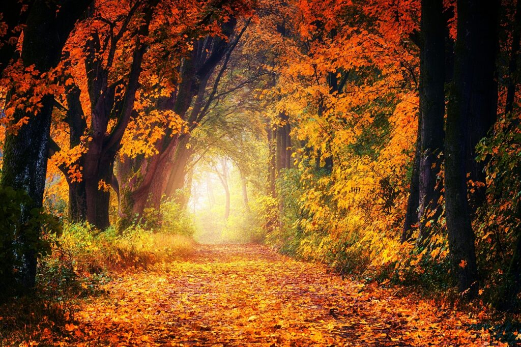 fall, avenue, path, leaves, tree, nature, forest, relax, quiet, haze, landscape, mood, orange, light, forest path, dirt road, fall, fall, fall, fall, fall, nature, forest, forest, relax, relax, light